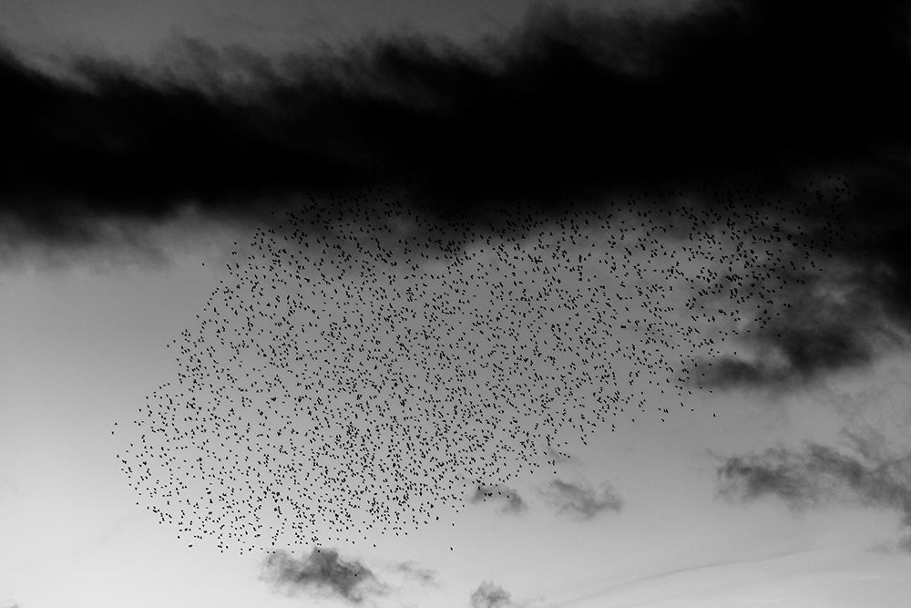 The Turning of the Flock art print by Artographie for $57.95 CAD