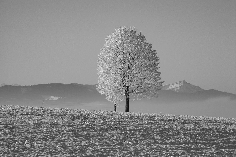 Tree in Snow art print by Artographie for $57.95 CAD