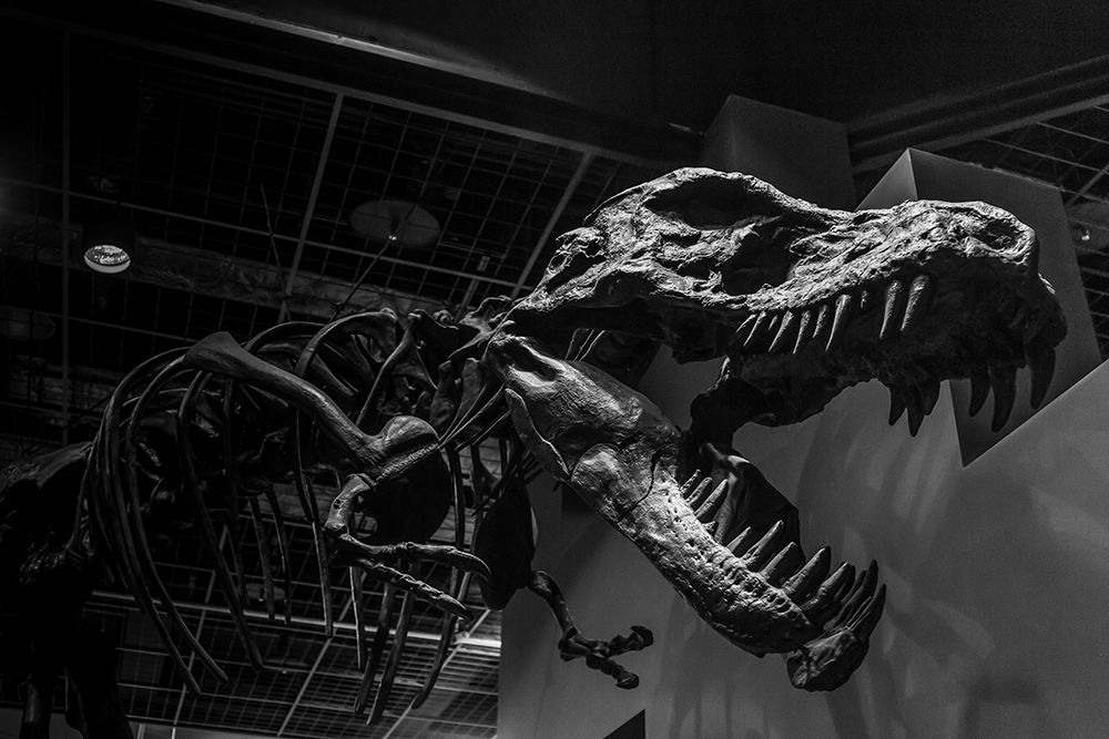 T-Rex Last Roar art print by Artographie for $57.95 CAD