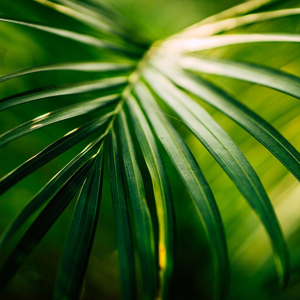 Tropical Leaf art print by Artographie for $57.95 CAD