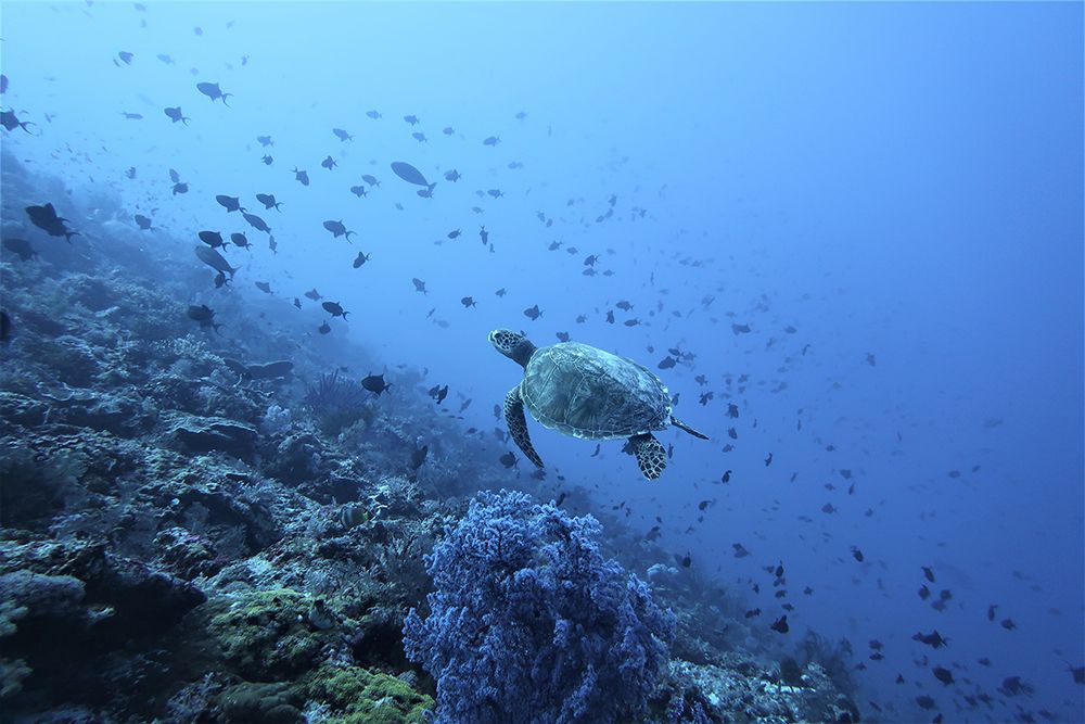 Turtles in North Maluku art print by Artographie for $57.95 CAD