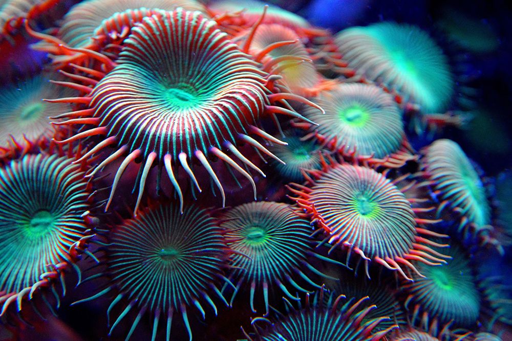 Under the Sea I art print by Artographie for $57.95 CAD