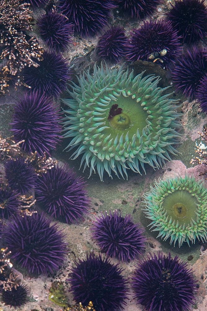 Under the Sea II art print by Artographie for $57.95 CAD