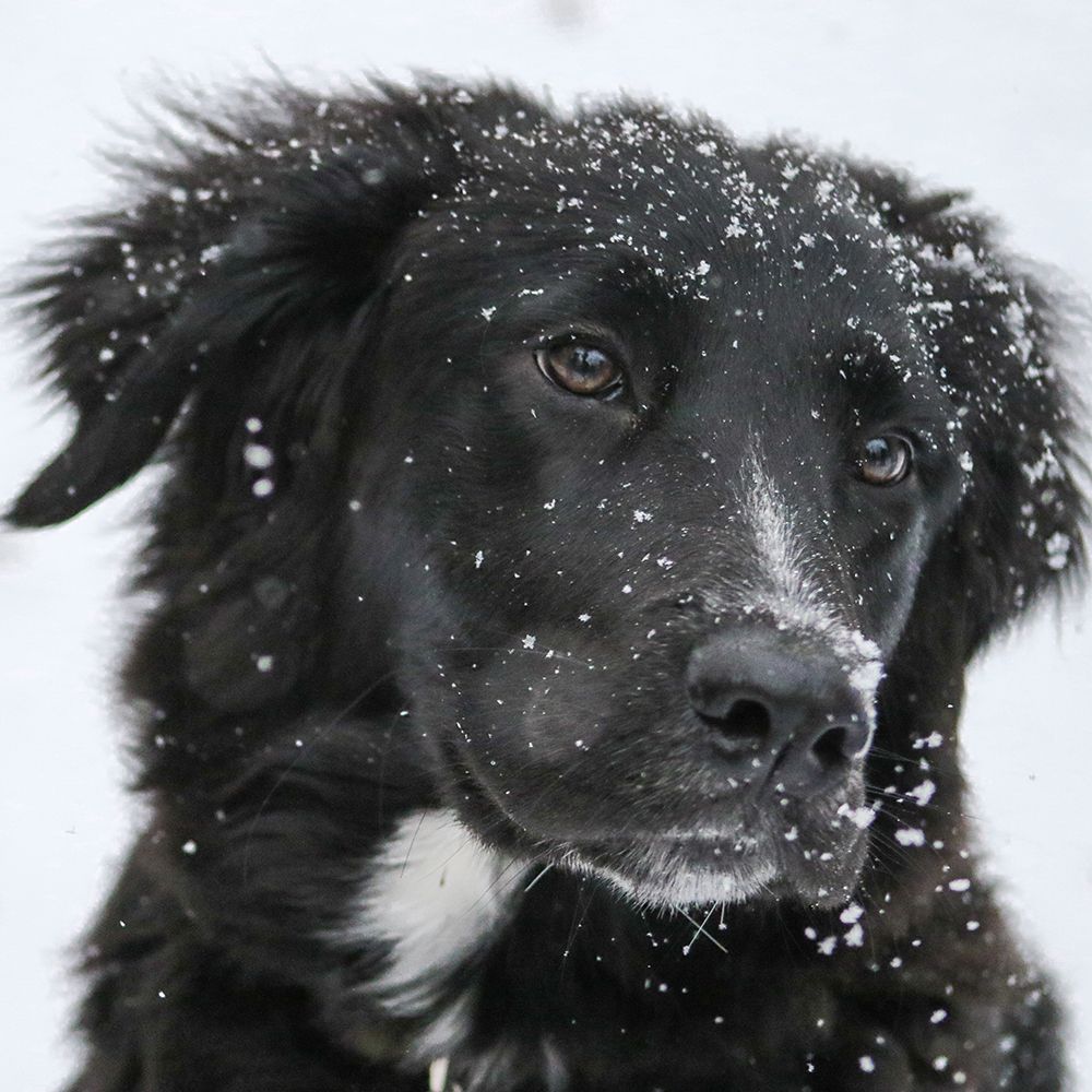 Wearing my Winter Coat art print by Artographie for $57.95 CAD