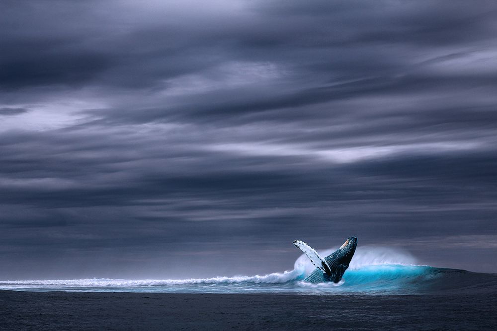 Whale Breach art print by Artographie for $57.95 CAD