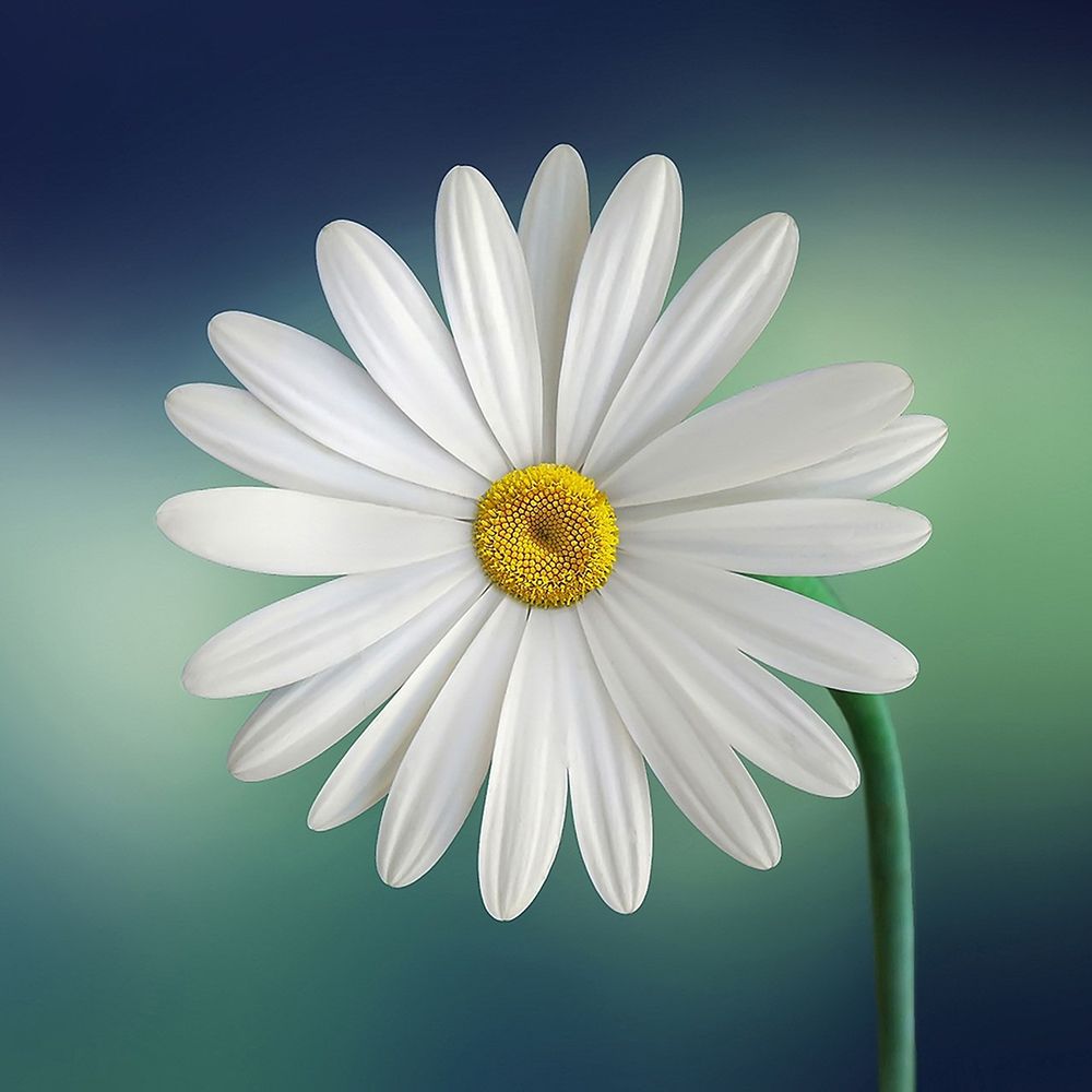 White Daisy art print by Artographie for $57.95 CAD