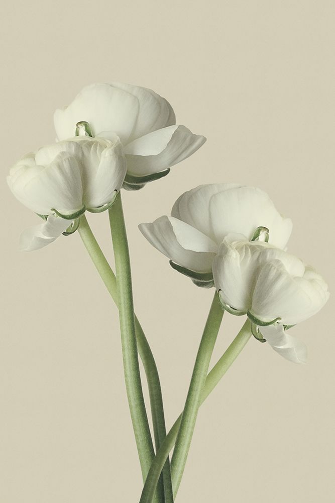 White Ranunculus art print by Artographie for $57.95 CAD