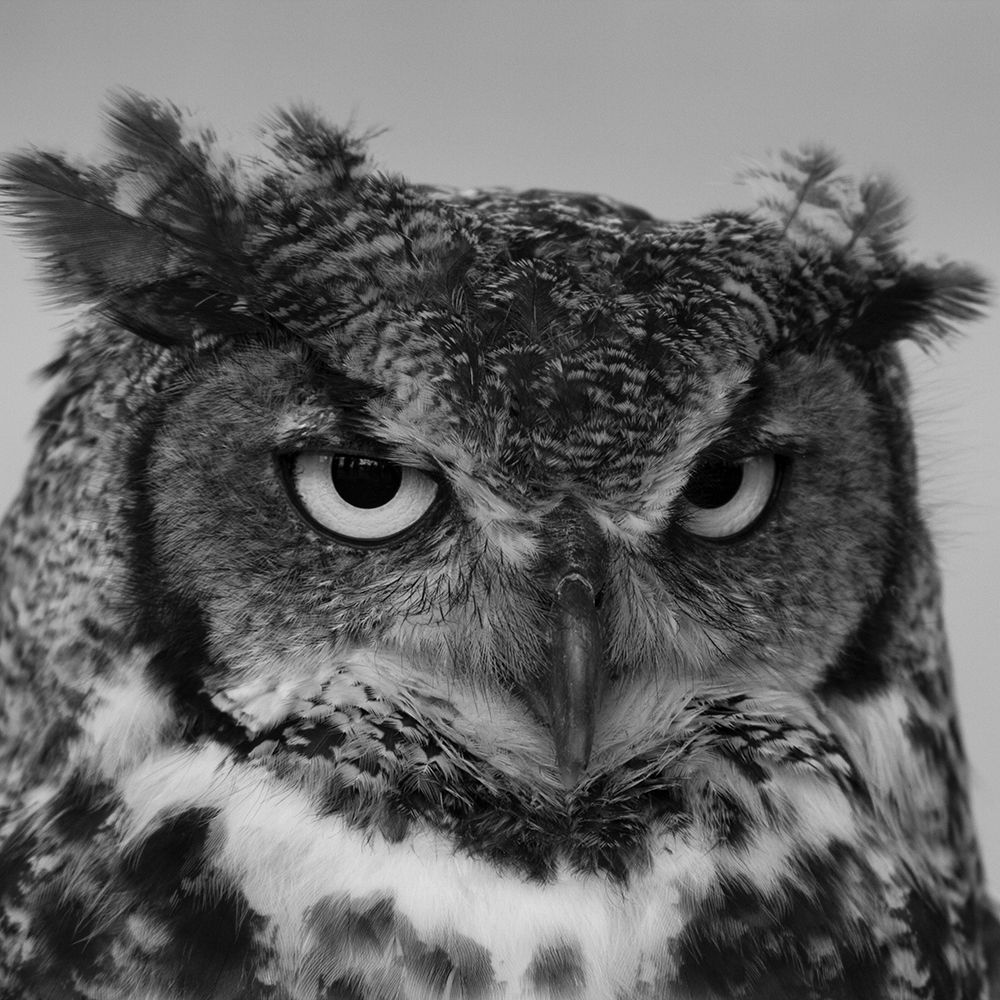 Wise Owl art print by Artographie for $57.95 CAD