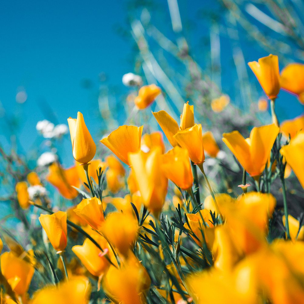 Yellow Bloom art print by Artographie for $57.95 CAD