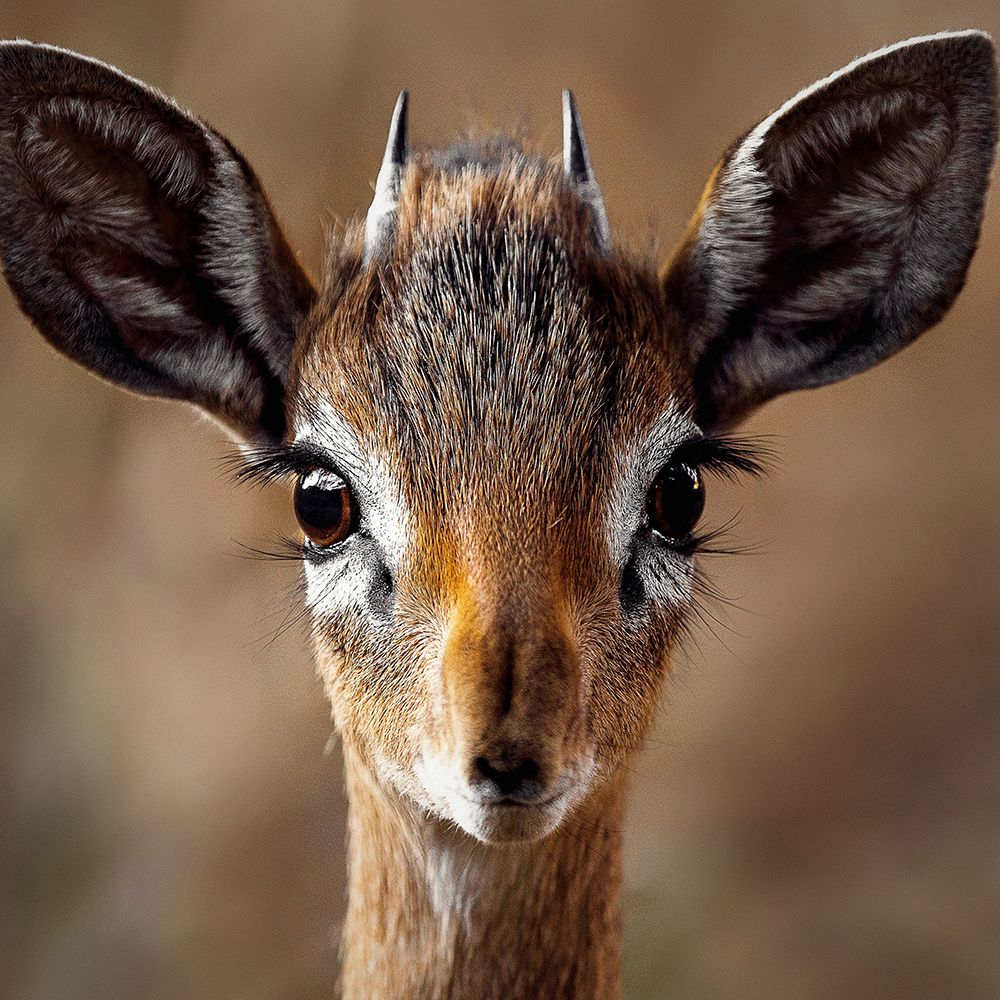 Young Antelope art print by Artographie for $57.95 CAD