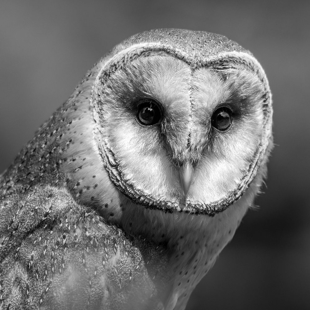 Young Barn Owl art print by Artographie for $57.95 CAD