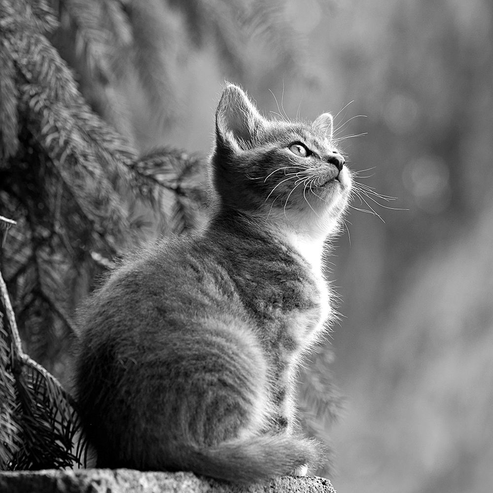 Young Cat art print by Artographie for $57.95 CAD