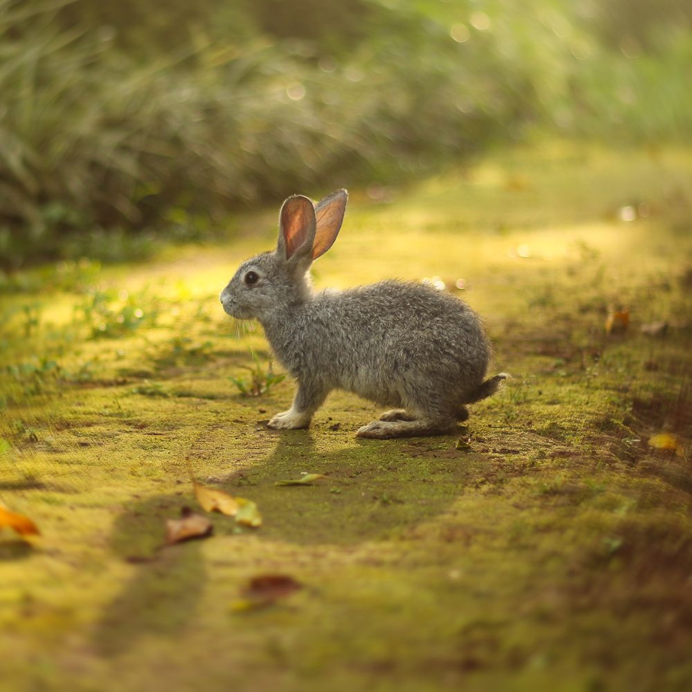 Young Hare art print by Artographie for $57.95 CAD