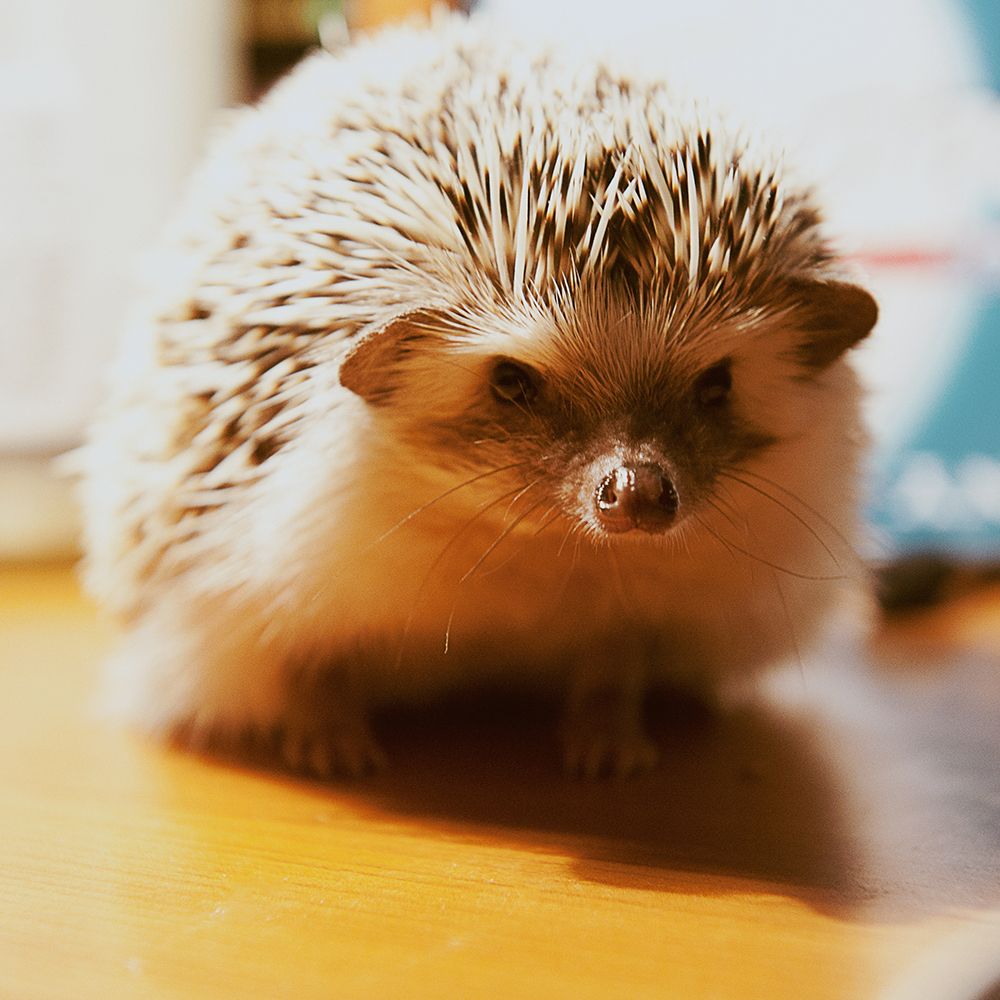 Young Hedgehog art print by Artographie for $57.95 CAD