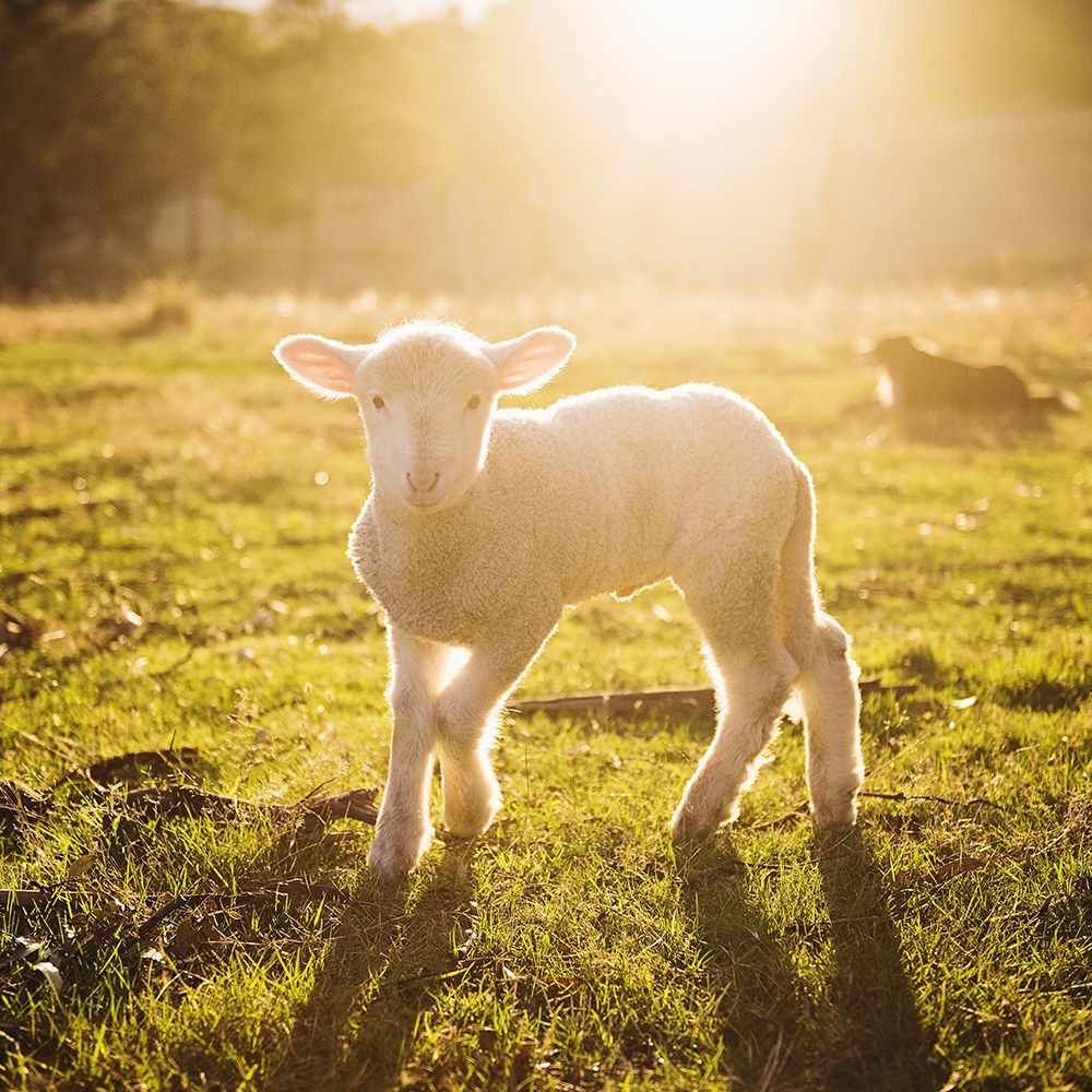 Young Lamb art print by Artographie for $57.95 CAD