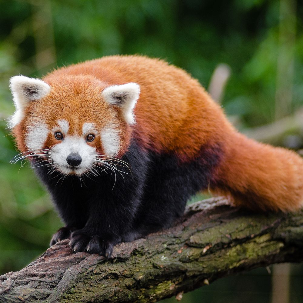 Young Red Panda art print by Artographie for $57.95 CAD