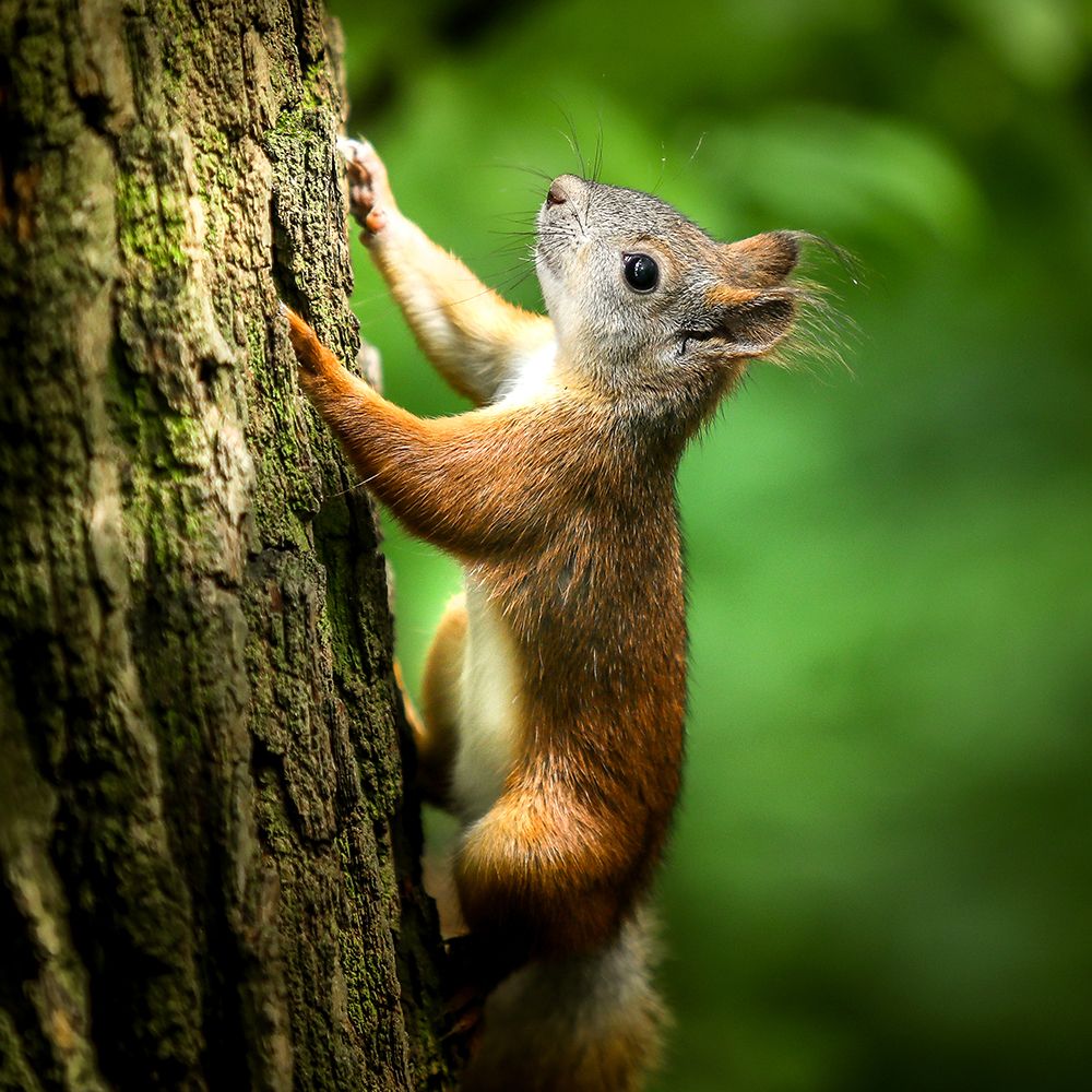 Young Squirrel art print by Artographie for $57.95 CAD