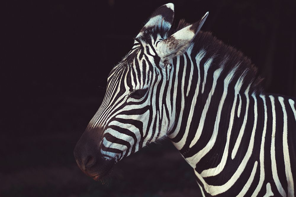 Zebra Closeup I art print by Artographie for $57.95 CAD