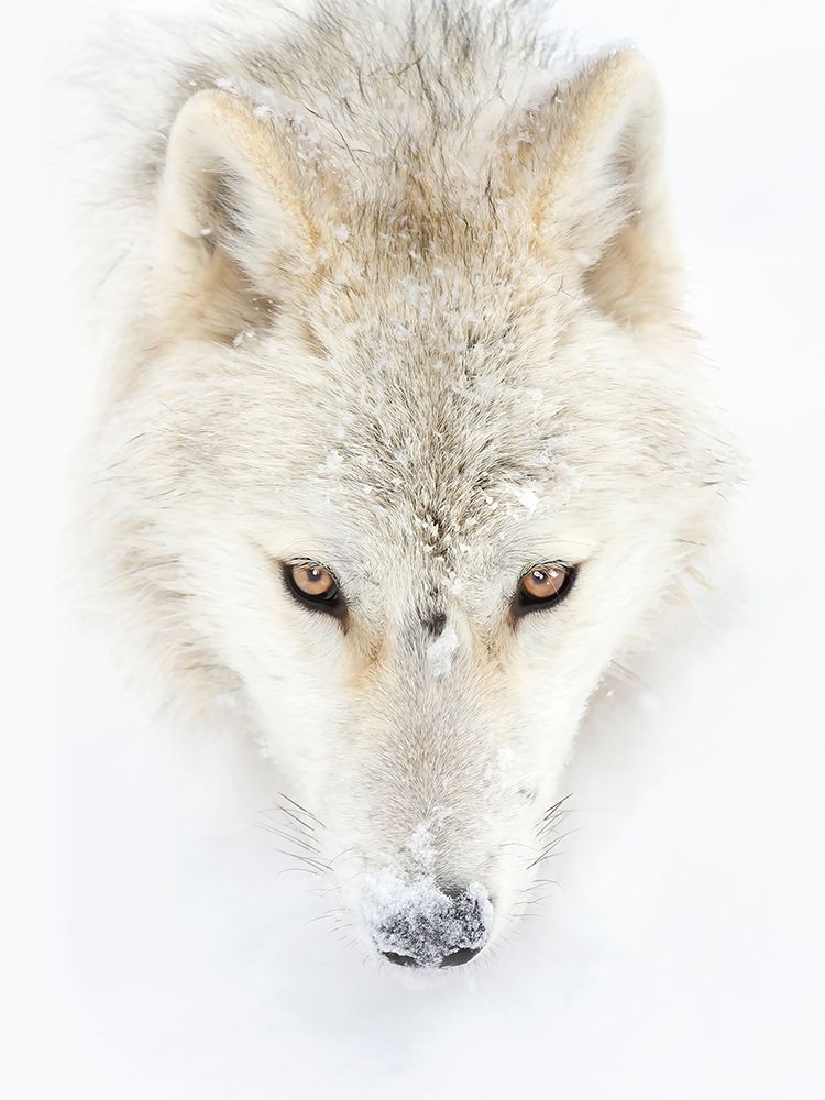 Arctic Wolf Closeup art print by Jim Cumming for $57.95 CAD