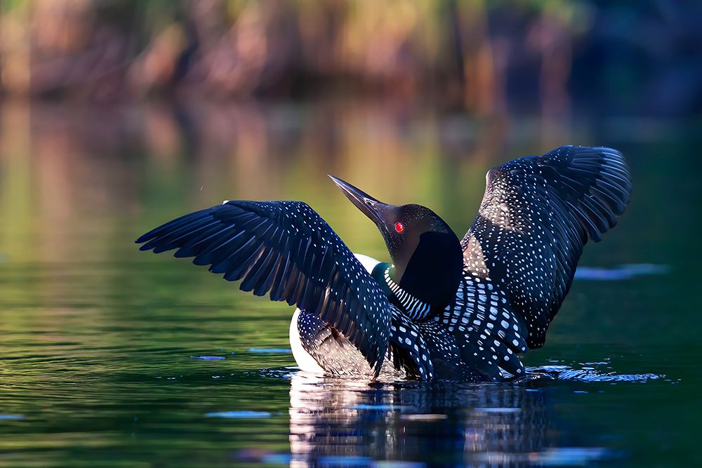 Common Loon Flapping V art print by Jim Cumming for $57.95 CAD