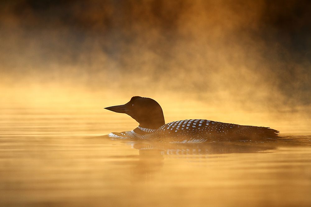 Common Loon in the Mist art print by Jim Cumming for $57.95 CAD