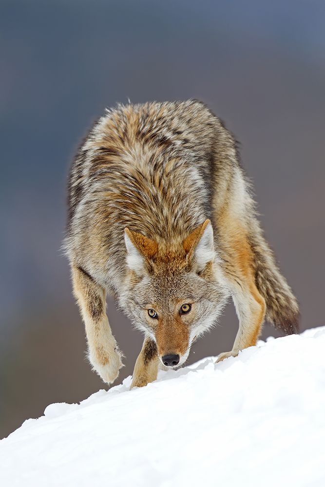 Coyote in Winter II art print by Jim Cumming for $57.95 CAD