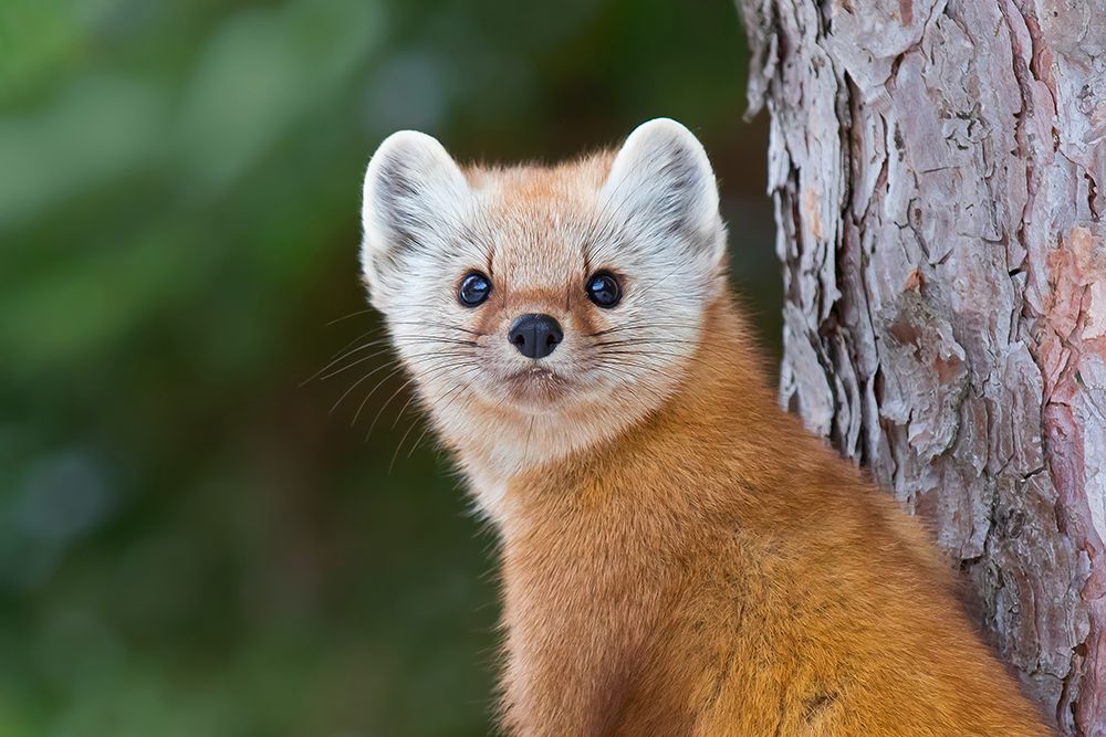 Pine Marten art print by Jim Cumming for $57.95 CAD