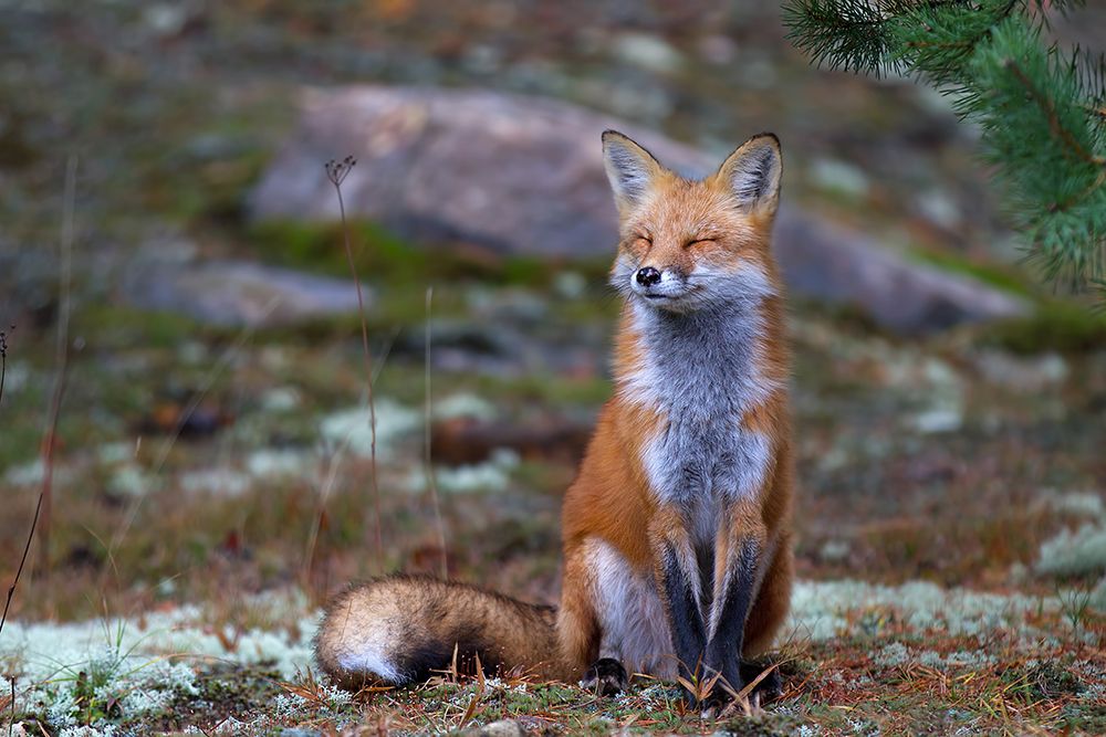 Red Fox Zen art print by Jim Cumming for $57.95 CAD
