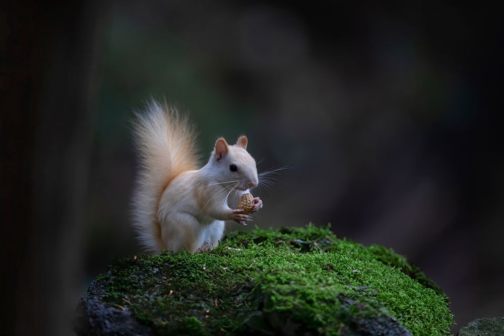White Squirrel art print by Jim Cumming for $57.95 CAD