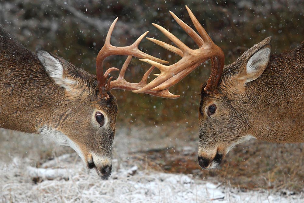 White Tailed Bucks art print by Jim Cumming for $57.95 CAD