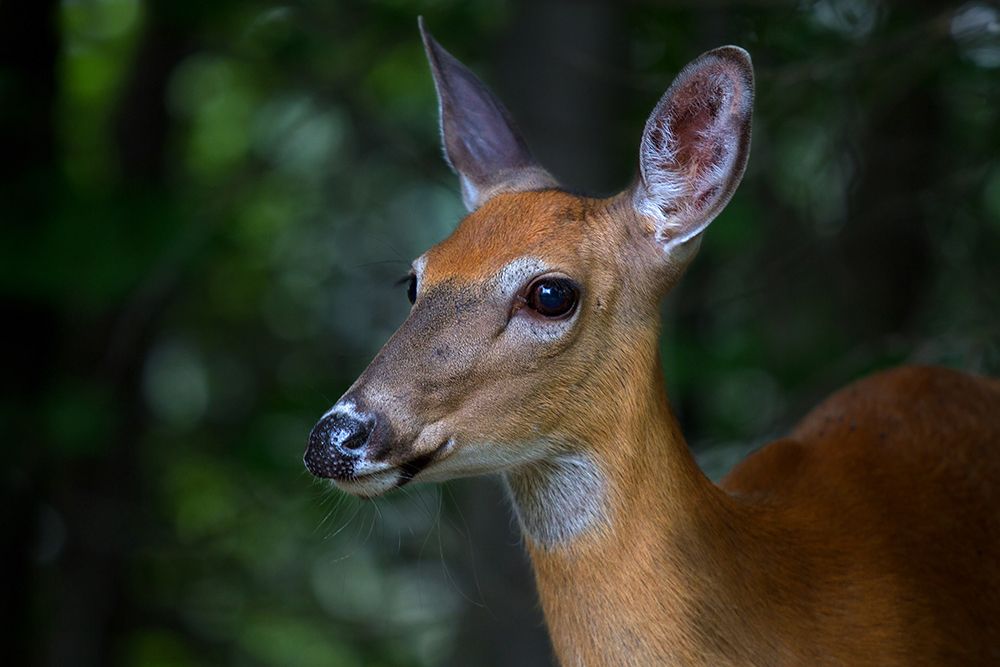 White Tailed Deer art print by Jim Cumming for $57.95 CAD