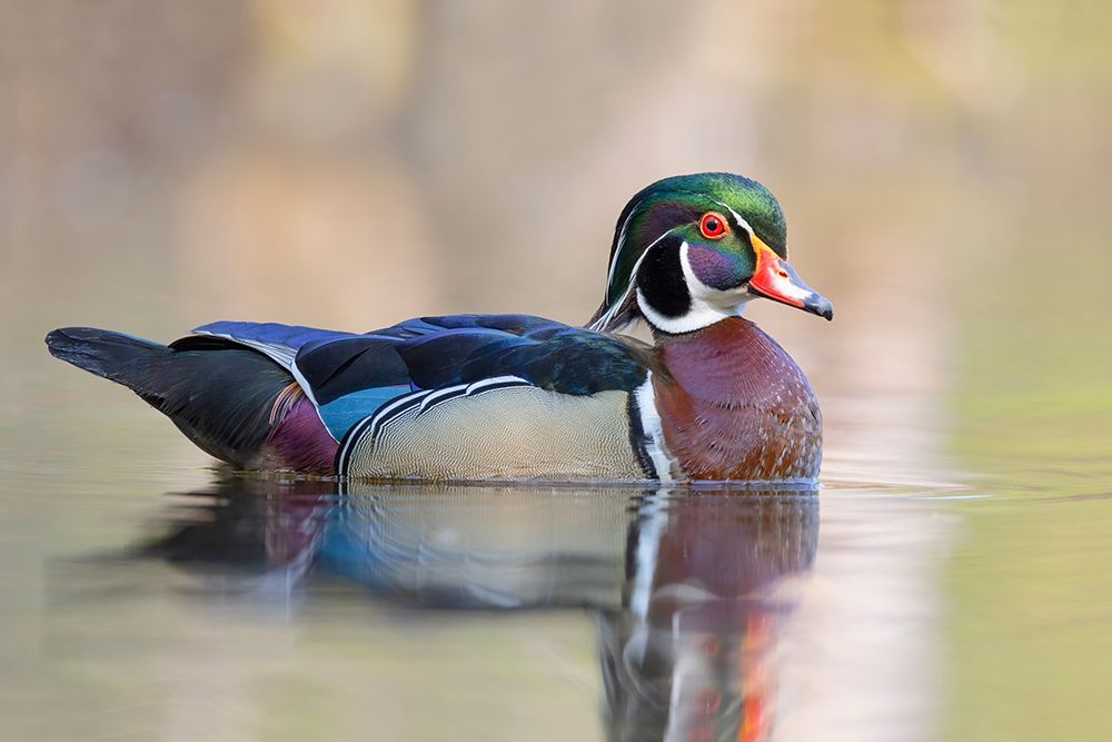 Wood Duck II art print by Jim Cumming for $57.95 CAD