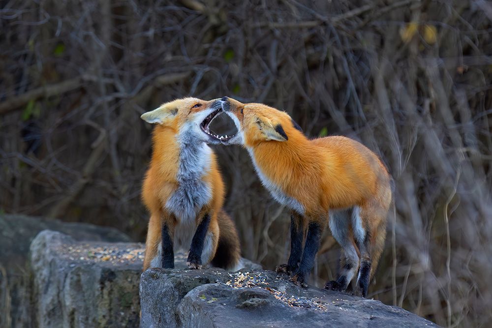 A Red Fox Greeting art print by Jim Cumming for $57.95 CAD