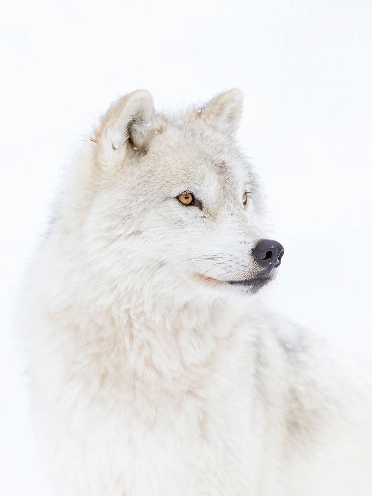 Arctic Wolf Closeup art print by Jim Cumming for $57.95 CAD