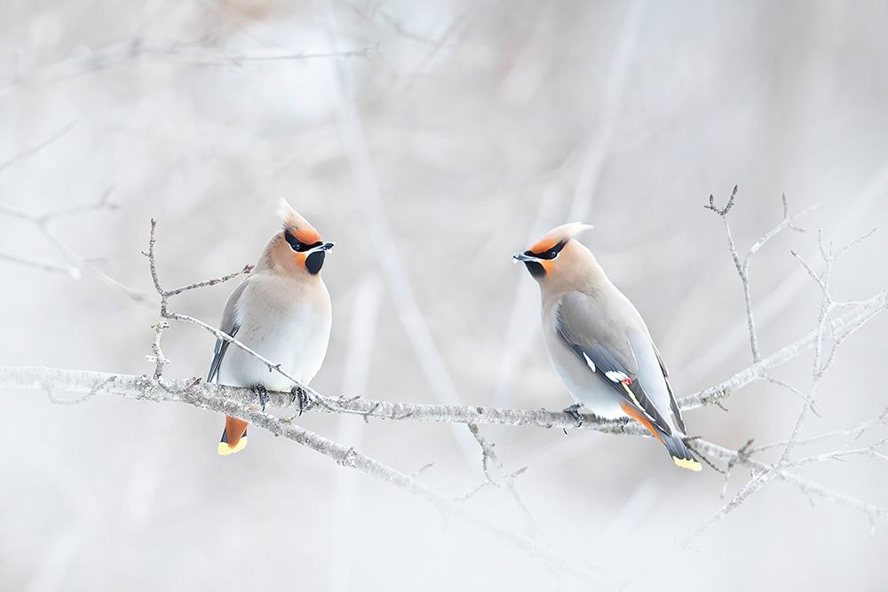 Bohemian Waxwings art print by Jim Cumming for $57.95 CAD
