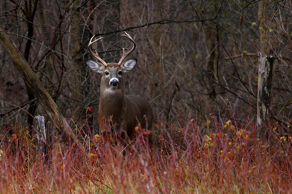 Buck Alert White Tailed Deer art print by Jim Cumming for $57.95 CAD