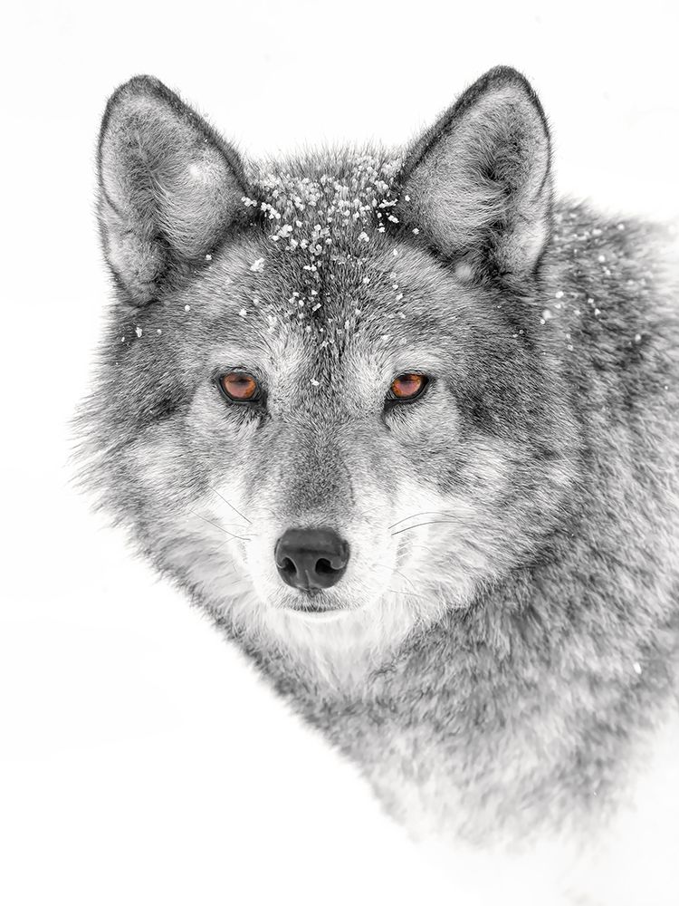 Coyote Closeup Black and White art print by Jim Cumming for $57.95 CAD