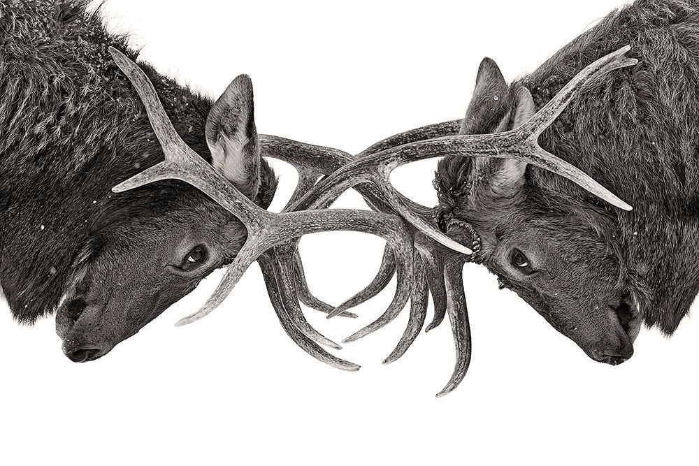 Elk Fight Black and White art print by Jim Cumming for $57.95 CAD