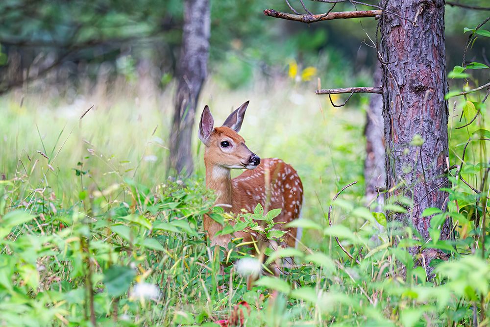 Fawn in the Meadow art print by Jim Cumming for $57.95 CAD