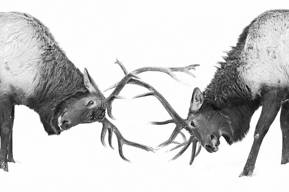 Fighting Elk art print by Jim Cumming for $57.95 CAD
