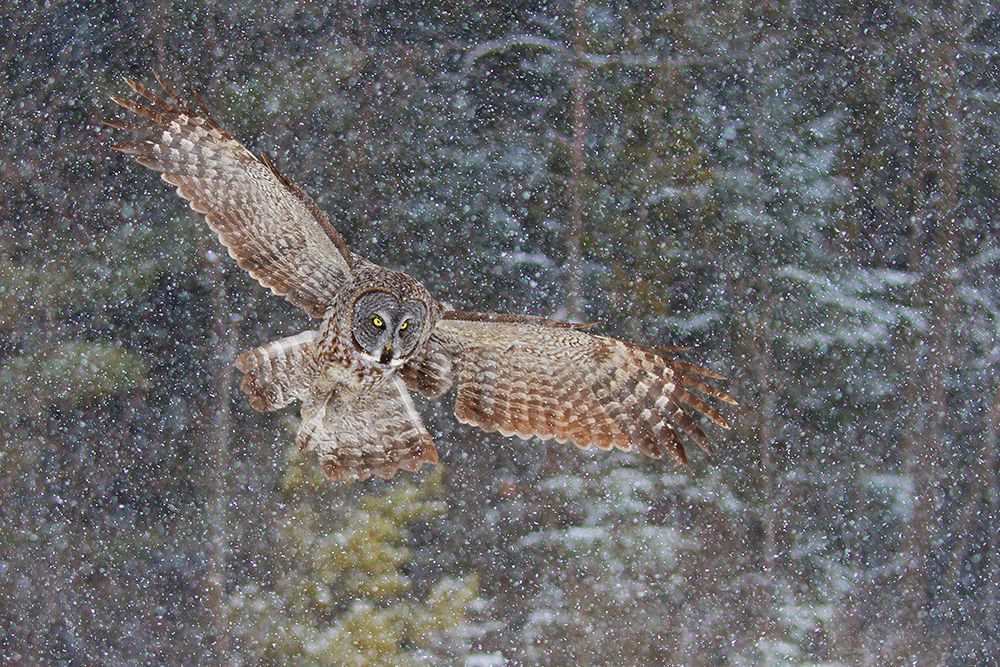 Great Gray Owl in Snowfall art print by Jim Cumming for $57.95 CAD