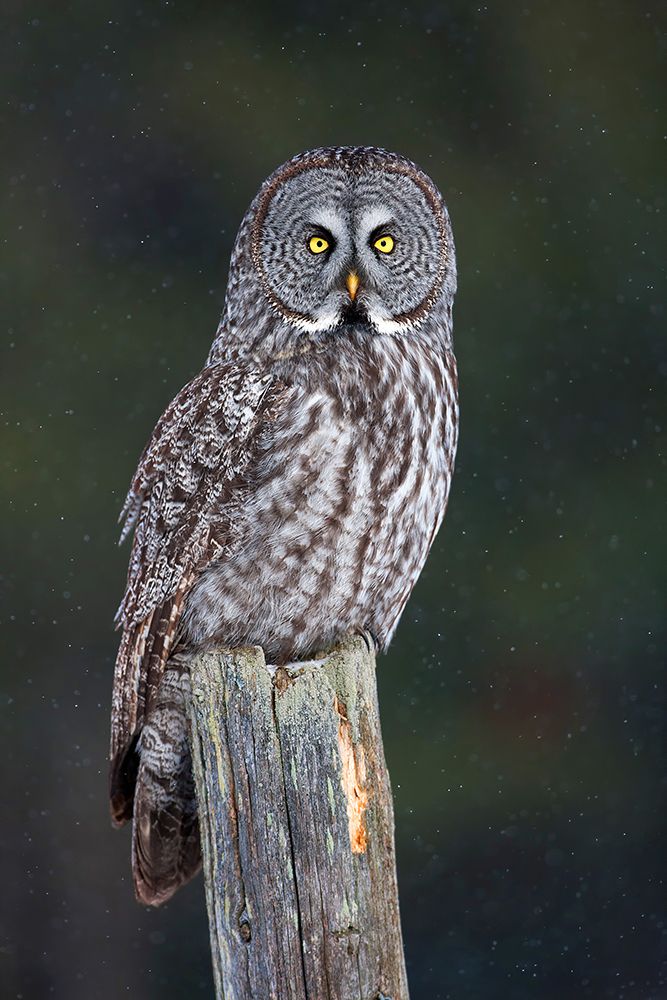 Great Grey Owl on Post art print by Jim Cumming for $57.95 CAD