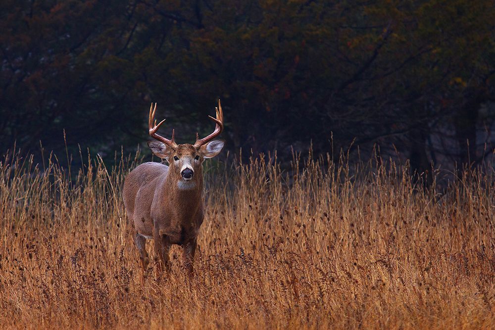 In Autumns fields White Tailed Deer art print by Jim Cumming for $57.95 CAD