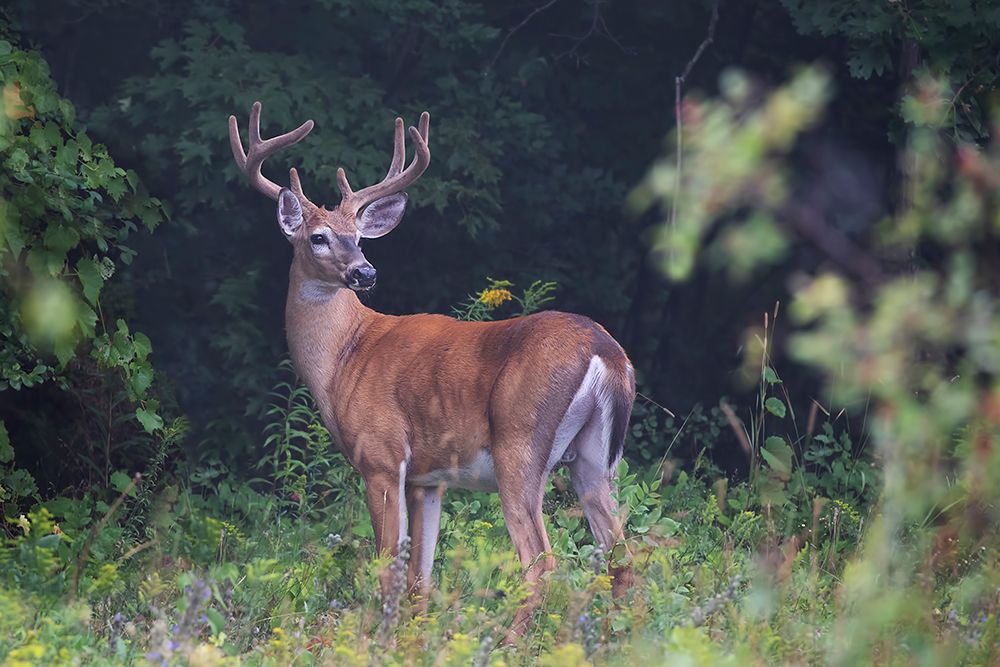 In Velvet White Tailed Buck art print by Jim Cumming for $57.95 CAD