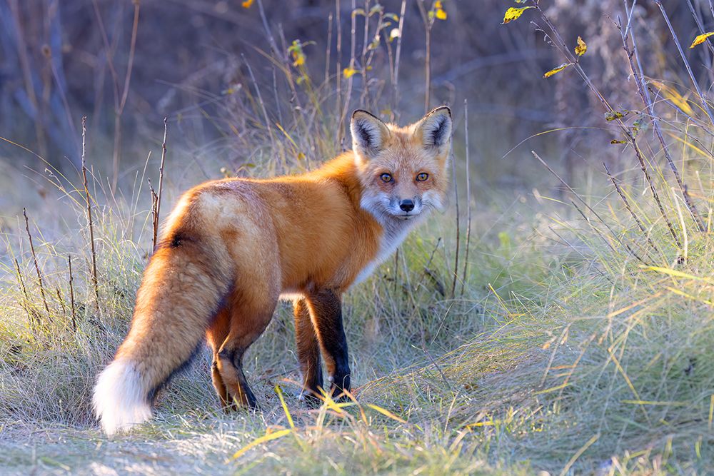 Red Fox in the Autumn Meadow I art print by Jim Cumming for $57.95 CAD