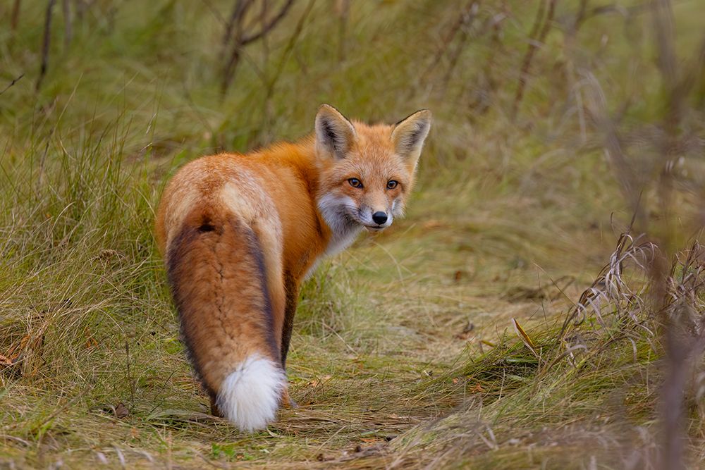 Red Fox in the Autumn Meadow II art print by Jim Cumming for $57.95 CAD
