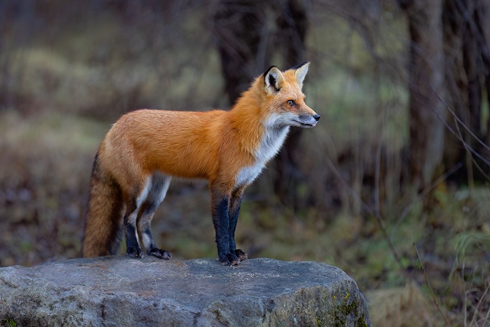 Red Fox Spots Another Fox art print by Jim Cumming for $57.95 CAD
