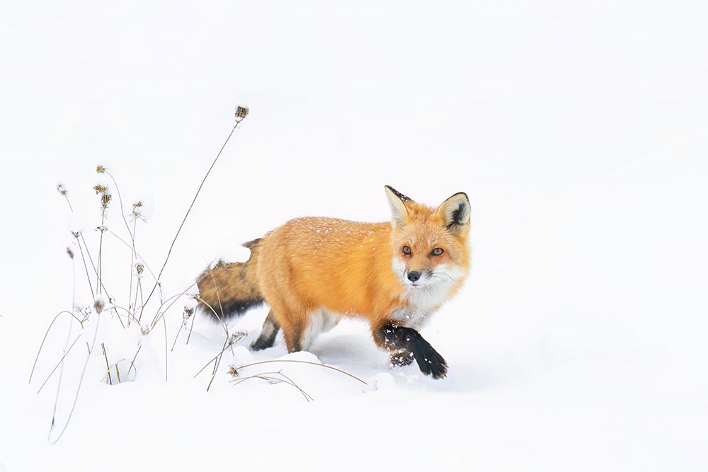 Red Fox Walking in the Snow art print by Jim Cumming for $57.95 CAD