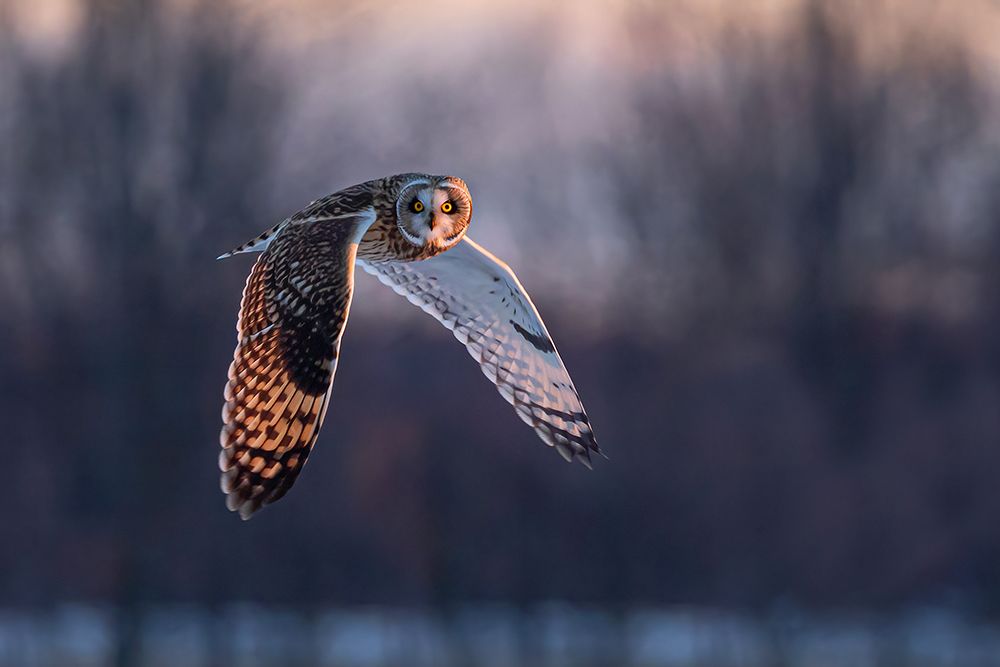 Short Eared Owl in Flight at Sunset art print by Jim Cumming for $57.95 CAD