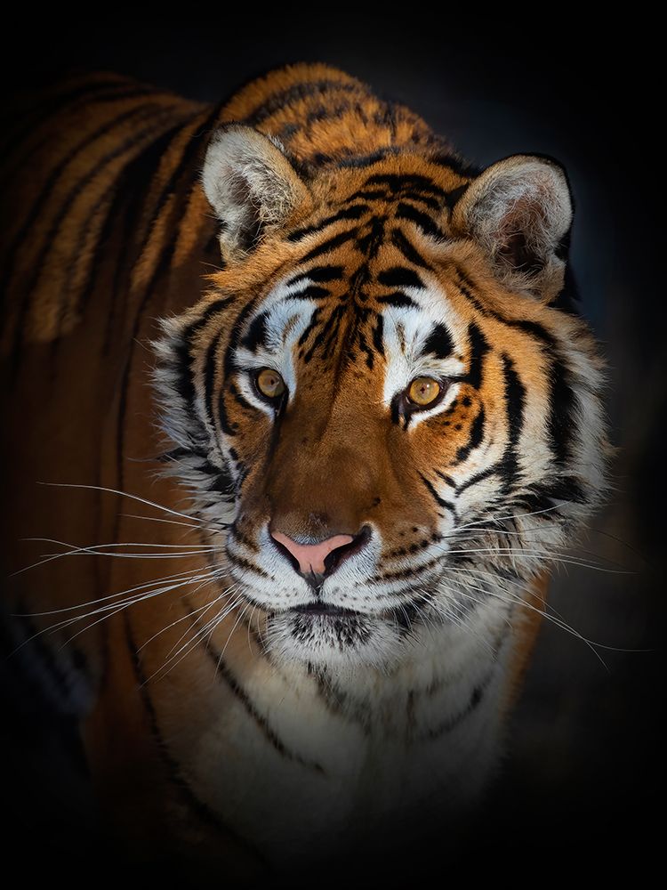Siberian Tiger art print by Jim Cumming for $57.95 CAD